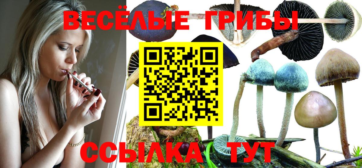 Псилоцибиновые грибы Psilocybine cubensis Артём