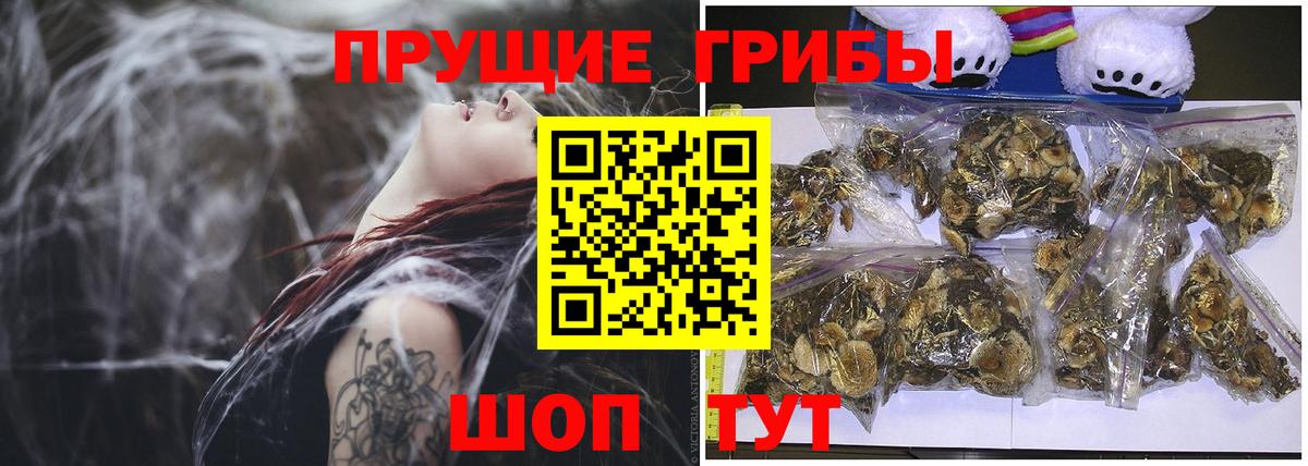 Артём  Псилоцибиновые грибы прущие грибы  Псилоцибиновые грибы мухоморы  Вход с VPN 